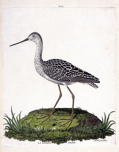 Tabla zoológica (ornitología): aguja gris (aguja roja o limosa lapponica). Ilustración en “La Historia de las Aves, Pintadas en Sus Aspectos Aparecidos y Sensibles” por Francois Nicolas Martinet (1731-1800). Colección privada de Francois Nicolas Martinet