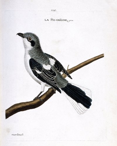 Tabla zoológica (ornitología): alcaudón gris (alcaudón gris o lanius excubitor) en una rama. Ilustración en 