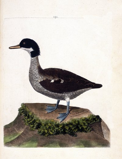 Carta zoológica (ornitología): cerceta de Java (cerceta gris o anas gibberifrons). Ilustración en “La Historia de los Pájaros, Pintados en Sus Aspectos Aparientes y Sensibles” de Francois Nicolas Martinet (1731-1800). Colección privada. de Francois Nicolas Martinet