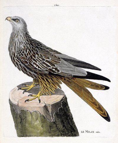 Carta zoológica (ornitología): milano macho (milano real o milvus milvus). Ilustración en “La Historia de los Pájaros, Pintados en Sus Aspectos Aparecidos y Sensibles” por Francois Nicolas Martinet (1731-1800). Colección privada. de Francois Nicolas Martinet