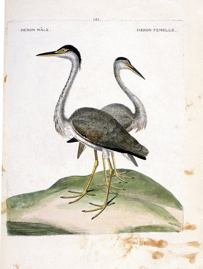 Gráfico zoológico (ornitología): garza macho y hembra (garza ceniza o ardea cinerea). Ilustración en “La Historia de los Pájaros, Pintados en Sus Aspectos Aparientes y Sensibles” de Francois Nicolas Martinet (1731-1800). Colección privada de Francois Nicolas Martinet
