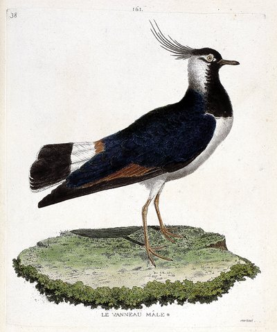 Tabla zoológica (ornitología): macho de avefría (avefría o vanellus vanellus). Ilustración en 