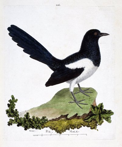Tabla zoológica (ornitología): urraca macho o urraca habladora (pica pica). Ilustración en 