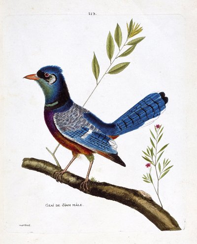 Carta zoológica (ornitología): arrendajo siamés macho (arrendajo azul o cyanocitta cristata) en una rama. Ilustración en “La Historia de los Pájaros, Pintados en Sus Aspectos Aparecidos y Sensibles” por Francois Nicolas Martinet (1731-1800). Colección priv de Francois Nicolas Martinet