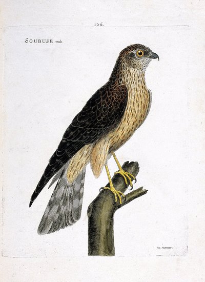 Macho soubuse (busard saint martin o circus cyaneus) en una rama. Ilustración en “La Historia de los Pájaros, Pintados en Sus Aspectos Aparecidos y Sensibles” de Francois Nicolas Martinet (1731-1800). Colección privada. de Francois Nicolas Martinet