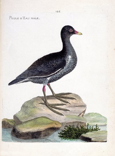 Gráfico zoológico (ornitología): polla de agua macho (Gallinula chloropus). Ilustración en “La Historia de las Aves, Pintadas en Sus Aspectos Aparientes y Sensibles” de François Nicolas Martinet (1731-1800). Colección privada. de Francois Nicolas Martinet