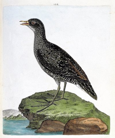 Gráfico zoológico (ornitología): marouette (marouette manchada o porzana porzana). Ilustración en “La Historia de los Pájaros, Pintados en Sus Aspectos Aparientes y Sensibles” de Francois Nicolas Martinet (1731-1800). Colección privada de Francois Nicolas Martinet