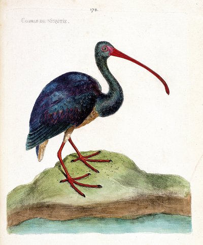 Courly de nigritie (ibis falcinelle o plegadis falcinellus). Ilustración en “La Historia de los Pájaros, Pintados en Sus Aspectos Aparecidos y Sensibles” de Francois Nicolas Martinet (1731-1800). Colección privada. de Francois Nicolas Martinet