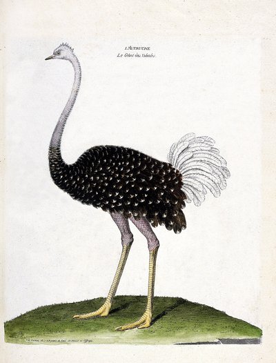 Tabla zoológica (ornitología): avestruz (struthio camelus). Ilustración en 