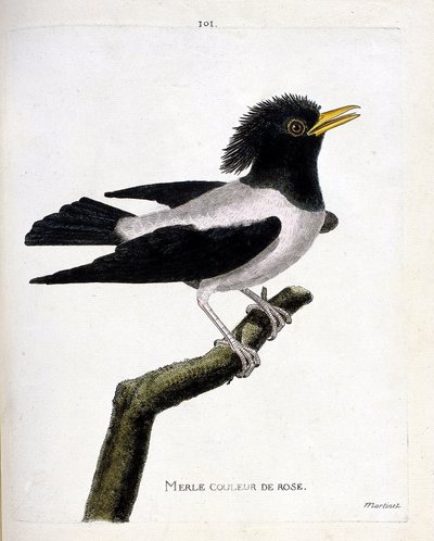 Mirlo rosado (estornino rojizo o sturnus roseus) en una rama. Ilustración en “La Historia de los Pájaros, Pintados en Sus Aspectos Aparecidos y Sensibles” de Francois Nicolas Martinet (1731-1800). Colección privada. de Francois Nicolas Martinet