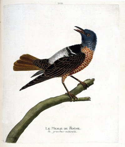 Tabla zoológica (ornitología): mirlo de roca (mirlo de roca o monticola saxatilis). Ilustración en 