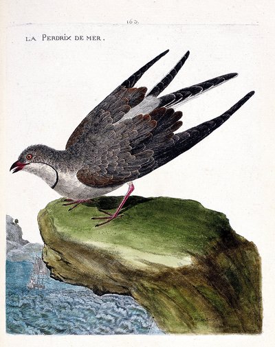 Gráfico zoológico (ornitología): la avefría colinegra (Glareola pratincola). Ilustración en “La Historia de las Aves, Pintadas en Sus Aspectos Aparientes y Sensibles” de François Nicolas Martinet (1731-1800). Colección privada. de Francois Nicolas Martinet