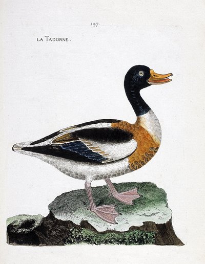 Tabla zoológica (ornitología): tarro blanco (tarro blanco o tadorna tadorna). Ilustración en “La Historia de las Aves, Pintadas en Sus Aspectos Aparecidos y Sensibles” por Francois Nicolas Martinet (1731-1800). Colección privada de Francois Nicolas Martinet
