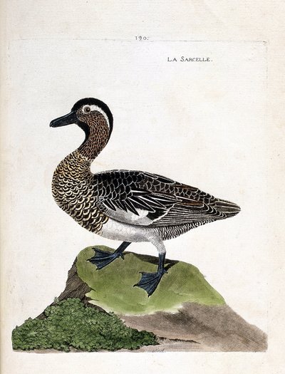 Gráfico zoológico (ornitología): cerceta carretona (Anas querquedula). Ilustración en “La Historia de las Aves, Pintadas en Sus Aspectos Aparientes y Sensibles” de François Nicolas Martinet (1731-1800). Colección privada. de Francois Nicolas Martinet