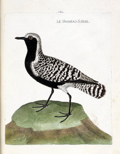 El cordero suizo (chorlito plateado o pluvialis squatarola). Ilustración en “La Historia de los Pájaros, Pintados en Sus Aspectos Aparecidos y Sensibles” de Francois Nicolas Martinet (1731-1800). Colección privada. de Francois Nicolas Martinet