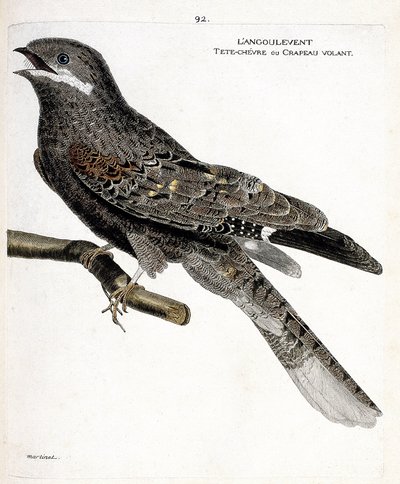 Tabla zoológica (ornitología): el angulvent (chotacabras europeo o caprimulgus europaeus) en una rama. Ilustración en 