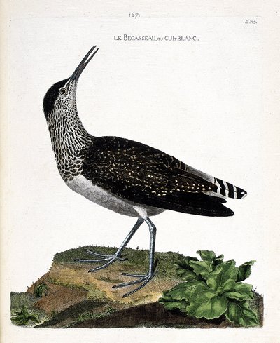 Gráfico zoológico (ornitología): el andarríos grande (Tringa ochropus). Ilustración en “La Historia de las Aves, Pintadas en Sus Aspectos Aparientes y Sensibles” de François Nicolas Martinet (1731-1800). Colección privada. de Francois Nicolas Martinet