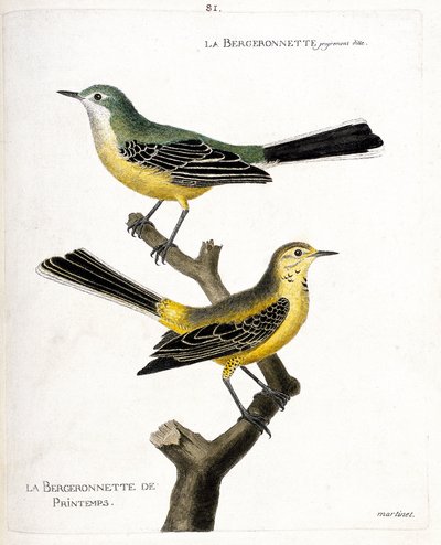 Tabla zoológica (ornitología): la lavandera misma y la lavandera de primavera (lavandera de primavera o motacilla flava) en una rama. Ilustración en 