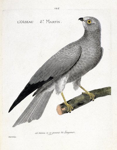 Tabla zoológica (ornitología): el ave san martín (aguilucho san martín o circus cyaneus) en una rama. Ilustración en 