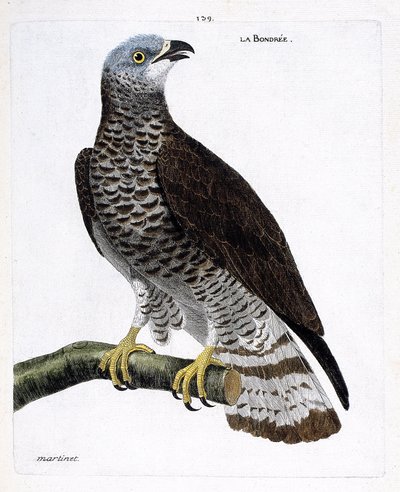 Tabla zoológica (ornitología): la bondrée (bondrée apivore o pernis apivorus) en una rama. Ilustración en 