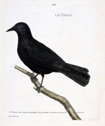 Tabla zoológica (ornitología): la grajilla (grajilla de las torres o corvus monedula) en una rama. Ilustración en 