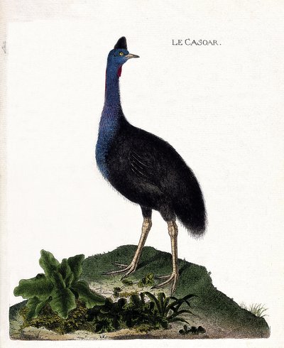 Gráfico zoológico (ornitología): el casuario. Ilustración en “La Historia de los Pájaros, Pintados en Sus Aspectos Aparecidos y Sensibles” de François Nicolas Martinet (1731-1800). Colección privada. de Francois Nicolas Martinet