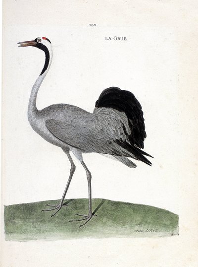 Carta zoológica (ornitología): la grulla (grulla ceniza o grus grus) - Ilustración en “La Historia de los Pájaros, Pintados en Sus Aspectos Aparientes y Sensibles” de Francois Nicolas Martinet (1731-1800) - Colección privada. de Francois Nicolas Martinet