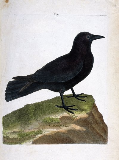 Gráfico zoológico (ornitología): el cuervo (cuervo negro o corvus corone). Ilustración en “La Historia de los Pájaros, Pintados en Sus Aspectos Aparientes y Sensibles” de Francois Nicolas Martinet (1731-1800). Colección privada de Francois Nicolas Martinet