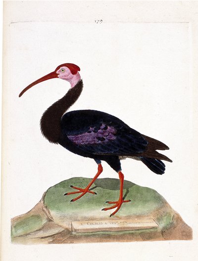 Gráfico zoológico (ornitología): el zarapito tiene una cabeza desnuda del cabo de buena esperanza (ibis del cabo o geronticus calvus). Ilustración en “La Historia de los Pájaros, Pintados en Sus Aspectos Aparientes y Sensibles” de Francois Nicolas Martinet de Francois Nicolas Martinet