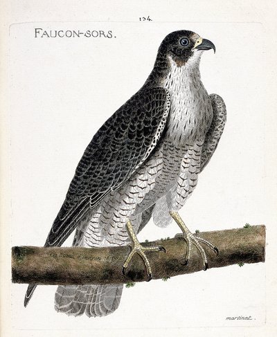 El halcón sale o halcón fuera (halcón peregrino o falco peregrinus) en una rama. Ilustración en “La Historia de los Pájaros, Pintados en Sus Aspectos Aparecidos y Sensibles” de Francois Nicolas Martinet (1731-1800). de Francois Nicolas Martinet