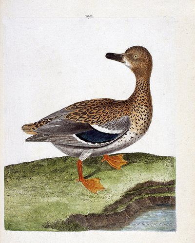 La hembra del pato salvaje (pato mallard o anas platyrhynchos). Ilustración en “La Historia de los Pájaros, Pintados en Sus Aspectos Aparecidos y Sensibles” de Francois Nicolas Martinet (1731-1800). Colección privada. de Francois Nicolas Martinet