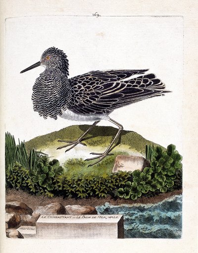 Tabla zoológica (ornitología): el combatiente o el pavo real marino macho (combatiente variado o philomachus pugnax). Ilustración en “La Historia de las Aves, Pintadas en Sus Aspectos Aparecidos y Sensibles” por Francois Nicolas Martinet (1731-1800). Colec de Francois Nicolas Martinet