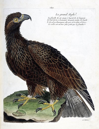 Gráfico zoológico (ornitología): el águila real (Aquila chrysaetos). Ilustración en “La Historia de las Aves, Pintadas en Sus Aspectos Aparientes y Sensibles” de François Nicolas Martinet (1731-1800). Colección privada. de Francois Nicolas Martinet