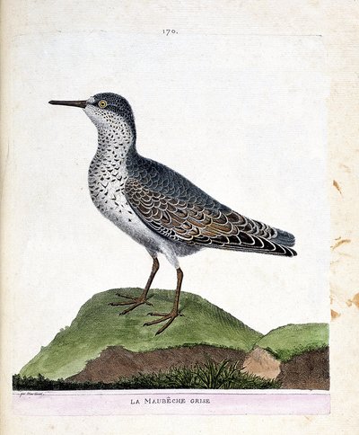 Carta zoológica (ornitología): el maubeche gris (pico púrpura o calidris maritima). Ilustración en “La Historia de los Pájaros, Pintados en Sus Aspectos Aparientes y Sensibles” de Francois Nicolas Martinet (1731-1800). Colección privada. de Francois Nicolas Martinet