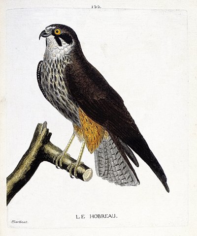 Tabla zoológica (ornitología): el hobreau (halcón halcón o falco subbuteo) en una rama. Ilustración en “La Historia de las Aves, Pintadas en Sus Aspectos Aparecidos y Sensibles” por Francois Nicolas Martinet (1731-1800). Colección privada de Francois Nicolas Martinet