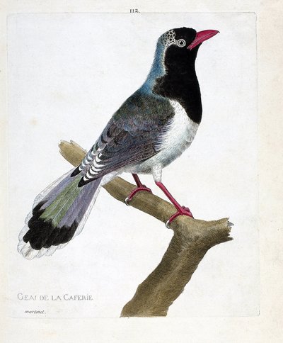 Tabla zoológica (ornitología): el arrendajo del café (pirolla de pico rojo o urocissa erythrorhyncha). Ilustración en “La Historia de las Aves, Pintadas en Sus Aspectos Aparecidos y Sensibles” por Francois Nicolas Martinet (1731-1800). Colección privada de Francois Nicolas Martinet