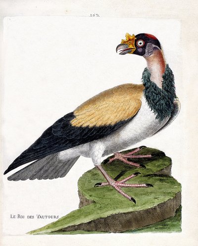 Tabla zoológica (ornitología): el rey de los buitres (rey sarcoramph o sarcoramphus papa). Ilustración en 