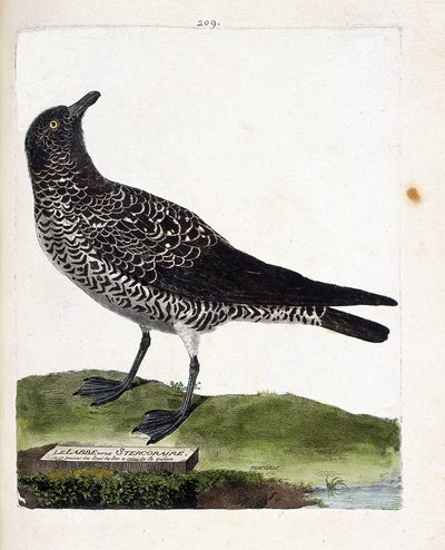 Carta zoológica (ornitología): el labbe o stercorar (labbe pomarino o stercorarius pomarinus). Ilustración en “La Historia de los Pájaros, Pintados en Sus Aspectos Aparientes y Sensibles” de Francois Nicolas Martinet (1731-1800). Colección privada. de Francois Nicolas Martinet