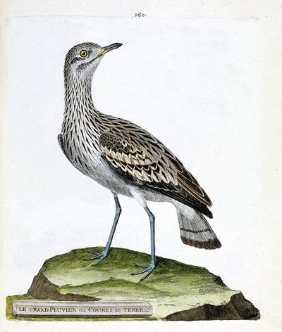 Tabla zoológica (ornitología): el gran chorlito o cuervo (oedicneme criard (Burhinus oedicnemus). Ilustración en 