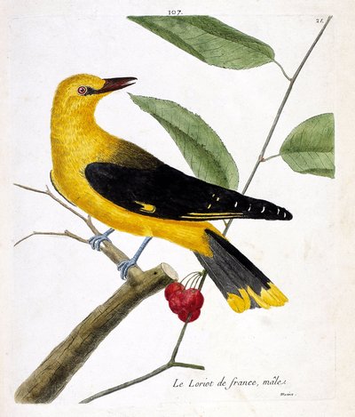 Tabla zoológica (ornitología): el loriot francés macho (loriot europeo o oriolus oriolus) en una rama. Ilustración en 