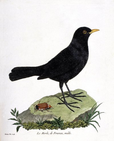 El mirlo macho (mirlo negro o turdus merula). Ilustración en “La Historia de los Pájaros, Pintados en Sus Aspectos Aparecidos y Sensibles” de Francois Nicolas Martinet (1731-1800). Colección privada. de Francois Nicolas Martinet