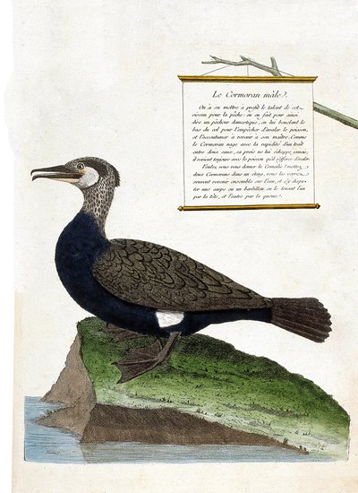 Tabla zoológica (ornitología): el cormorán macho (Cormorán grande o phalacrocorax carbo). Ilustración en “La Historia de las Aves, Pintadas en Sus Aspectos Aparecidos y Sensibles” por Francois Nicolas Martinet (1731-1800). Colección privada de Francois Nicolas Martinet