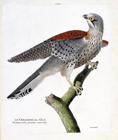 Tabla zoológica (ornitología): el cernícalo macho (cernícalo vulgar o falco tinnunculus) en una rama. Ilustración en 