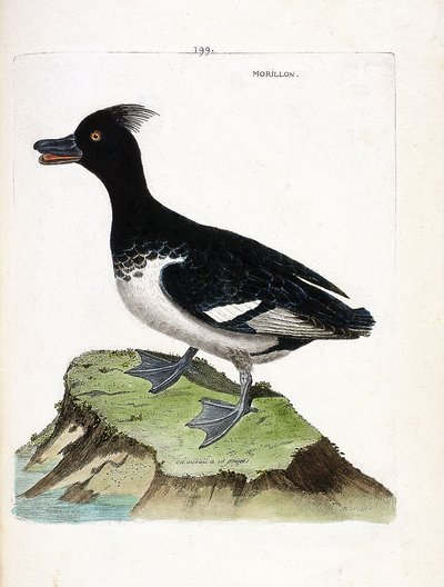 Tabla zoológica (ornitología): el porrón moñudo (Porrón moñudo o Aythia fuligula). Ilustración en “La Historia de las Aves, Pintadas en Sus Aspectos Aparecidos y Sensibles” por Francois Nicolas Martinet (1731-1800). Colección privada de Francois Nicolas Martinet