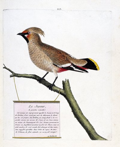 Tabla zoológica (ornitología): el jaspe de tamaño natural o jaspe boreal (bombycilla garrulus) en una rama. Ilustración en 