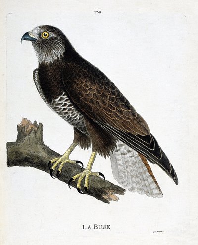 Gráfico zoológico (ornitología): el ratonero (Buteo buteo) en una rama. Ilustración en “La Historia de las Aves, Pintadas en Sus Aspectos Aparientes y Sensibles” de François Nicolas Martinet (1731-1800). Colección privada. de Francois Nicolas Martinet