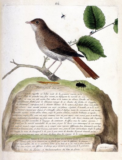 Tabla zoológica (ornitología): el ruiseñor de un año (ruiseñor o luscinia megarhynchos) en una rama. Ilustración en “La Historia de las Aves, Pintadas en Sus Aspectos Aparecidos y Sensibles” por Francois Nicolas Martinet (1731-1800). Colección privada de Francois Nicolas Martinet
