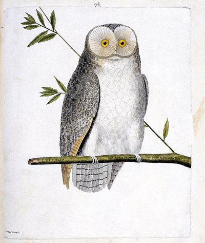 El búho (lechuza común o Tyto Alba) en una rama. Ilustración en “La Historia de los Pájaros, Pintados en Sus Aspectos Aparecidos y Sensibles” de Francois Nicolas Martinet (1731-1800). Colección privada. de Francois Nicolas Martinet
