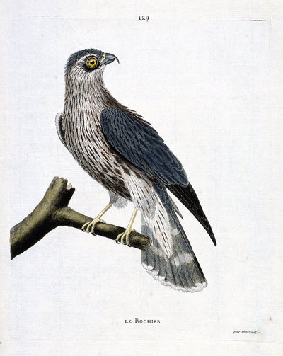 La roca (halcón emerillón o falco colombarius) en una rama. Ilustración en “La Historia de los Pájaros, Pintados en Sus Aspectos Aparecidos y Sensibles” de Francois Nicolas Martinet (1731-1800). Colección privada. de Francois Nicolas Martinet