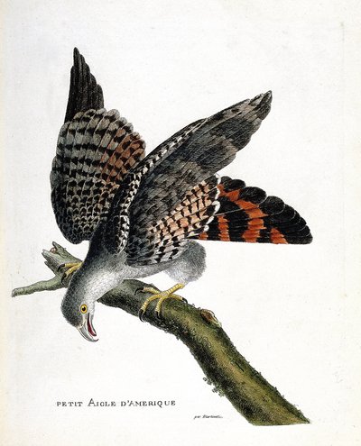 Gráfico zoológico (ornitología): el águila americana pequeña en una rama. Ilustración en “La Historia de los Pájaros, Pintados en Sus Aspectos Aparecidos y Sensibles” de François Nicolas Martinet (1731-1800). Colección privada. de Francois Nicolas Martinet